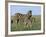 Burchell's (Plains) Zebra and Newborn Foal (Equus Burchelli), Etosha National Park, Namibia, Africa-Steve & Ann Toon-Framed Photographic Print