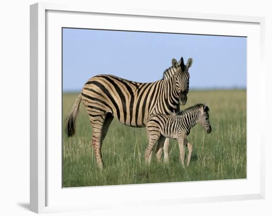 Burchell's (Plains) Zebra and Newborn Foal (Equus Burchelli), Etosha National Park, Namibia, Africa-Steve & Ann Toon-Framed Photographic Print