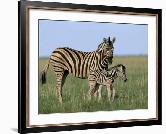 Burchell's (Plains) Zebra and Newborn Foal (Equus Burchelli), Etosha National Park, Namibia, Africa-Steve & Ann Toon-Framed Photographic Print