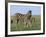 Burchell's (Plains) Zebra and Newborn Foal (Equus Burchelli), Etosha National Park, Namibia, Africa-Steve & Ann Toon-Framed Photographic Print