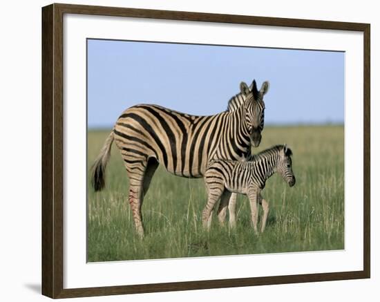 Burchell's (Plains) Zebra and Newborn Foal (Equus Burchelli), Etosha National Park, Namibia, Africa-Steve & Ann Toon-Framed Photographic Print