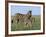 Burchell's (Plains) Zebra and Newborn Foal (Equus Burchelli), Etosha National Park, Namibia, Africa-Steve & Ann Toon-Framed Photographic Print