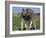 Burchell's (Plains) Zebra (Equus Burchelli), Etosha National Park, Namibia, Africa-Steve & Ann Toon-Framed Photographic Print