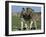 Burchell's (Plains) Zebra (Equus Burchelli), Etosha National Park, Namibia, Africa-Steve & Ann Toon-Framed Photographic Print