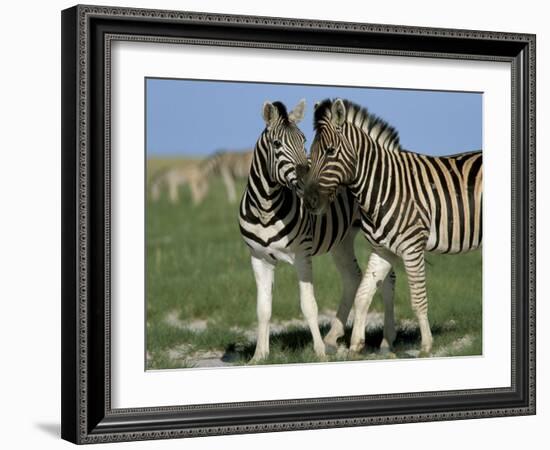 Burchell's (Plains) Zebra (Equus Burchelli), Etosha National Park, Namibia, Africa-Steve & Ann Toon-Framed Photographic Print