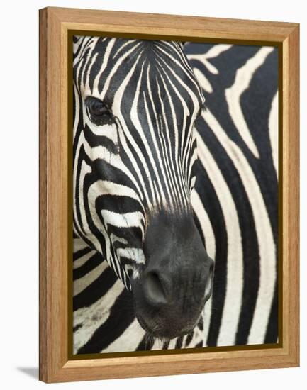 Burchell's (Plains) Zebra (Equus Burchelli), Mhkuze Game Reserve, Kwazulu Natal, South Africa-Ann & Steve Toon-Framed Premier Image Canvas