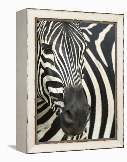 Burchell's (Plains) Zebra (Equus Burchelli), Mhkuze Game Reserve, Kwazulu Natal, South Africa-Ann & Steve Toon-Framed Premier Image Canvas