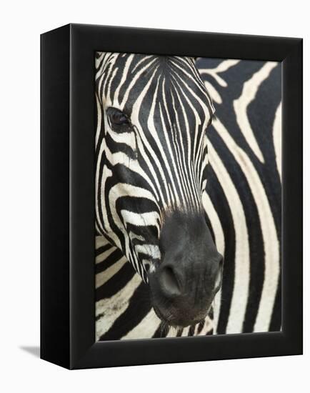 Burchell's (Plains) Zebra (Equus Burchelli), Mhkuze Game Reserve, Kwazulu Natal, South Africa-Ann & Steve Toon-Framed Premier Image Canvas