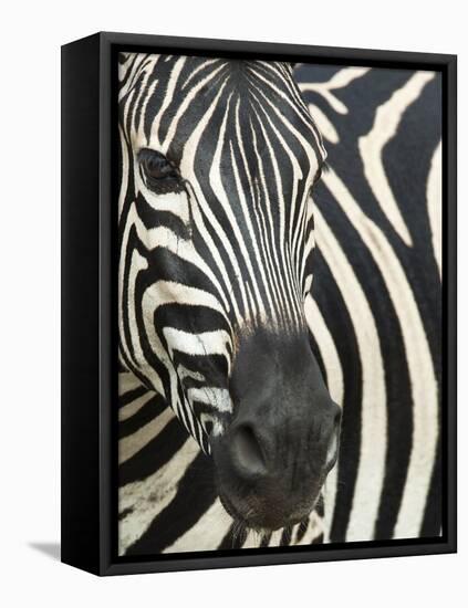 Burchell's (Plains) Zebra (Equus Burchelli), Mhkuze Game Reserve, Kwazulu Natal, South Africa-Ann & Steve Toon-Framed Premier Image Canvas