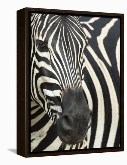 Burchell's (Plains) Zebra (Equus Burchelli), Mhkuze Game Reserve, Kwazulu Natal, South Africa-Ann & Steve Toon-Framed Premier Image Canvas