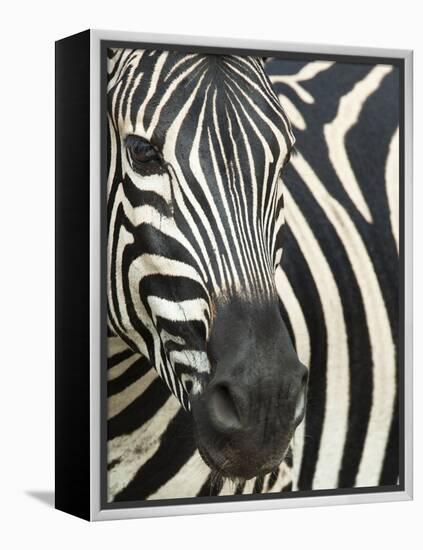Burchell's (Plains) Zebra (Equus Burchelli), Mhkuze Game Reserve, Kwazulu Natal, South Africa-Ann & Steve Toon-Framed Premier Image Canvas