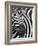 Burchell's (Plains) Zebra (Equus Burchelli), Mhkuze Game Reserve, Kwazulu Natal, South Africa-Ann & Steve Toon-Framed Photographic Print