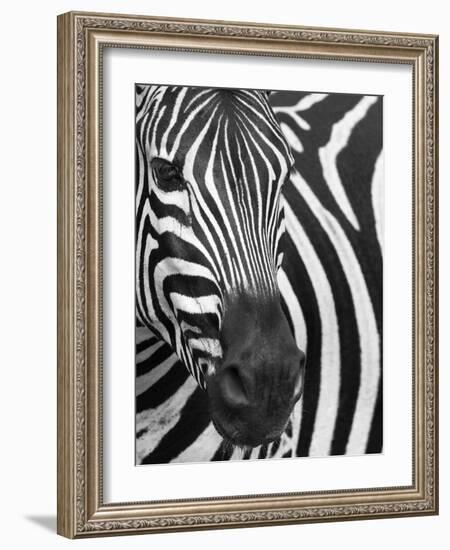 Burchell's (Plains) Zebra (Equus Burchelli), Mhkuze Game Reserve, Kwazulu Natal, South Africa-Ann & Steve Toon-Framed Photographic Print