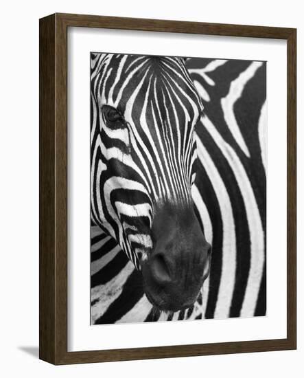 Burchell's (Plains) Zebra (Equus Burchelli), Mhkuze Game Reserve, Kwazulu Natal, South Africa-Ann & Steve Toon-Framed Photographic Print