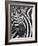 Burchell's (Plains) Zebra (Equus Burchelli), Mhkuze Game Reserve, Kwazulu Natal, South Africa-Ann & Steve Toon-Framed Photographic Print