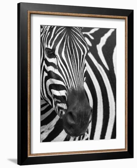 Burchell's (Plains) Zebra (Equus Burchelli), Mhkuze Game Reserve, Kwazulu Natal, South Africa-Ann & Steve Toon-Framed Photographic Print