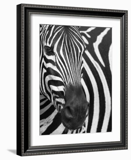 Burchell's (Plains) Zebra (Equus Burchelli), Mhkuze Game Reserve, Kwazulu Natal, South Africa-Ann & Steve Toon-Framed Photographic Print