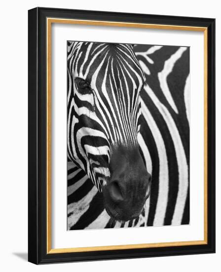 Burchell's (Plains) Zebra (Equus Burchelli), Mhkuze Game Reserve, Kwazulu Natal, South Africa-Ann & Steve Toon-Framed Photographic Print