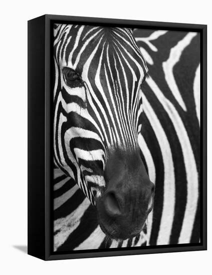 Burchell's (Plains) Zebra (Equus Burchelli), Mhkuze Game Reserve, Kwazulu Natal, South Africa-Ann & Steve Toon-Framed Premier Image Canvas