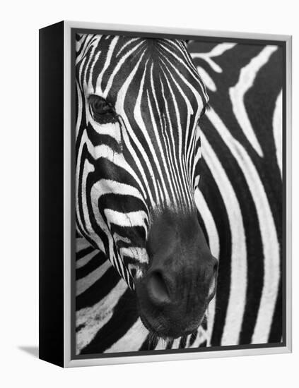 Burchell's (Plains) Zebra (Equus Burchelli), Mhkuze Game Reserve, Kwazulu Natal, South Africa-Ann & Steve Toon-Framed Premier Image Canvas