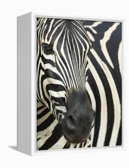 Burchell's (Plains) Zebra (Equus Burchelli), Mhkuze Game Reserve, Kwazulu Natal, South Africa-Ann & Steve Toon-Framed Premier Image Canvas