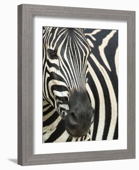 Burchell's (Plains) Zebra (Equus Burchelli), Mhkuze Game Reserve, Kwazulu Natal, South Africa-Ann & Steve Toon-Framed Photographic Print