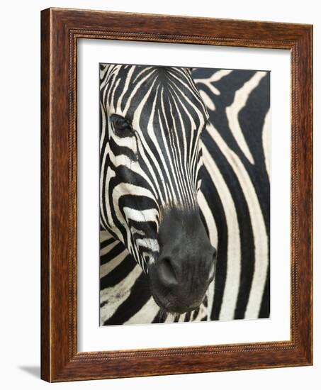 Burchell's (Plains) Zebra (Equus Burchelli), Mhkuze Game Reserve, Kwazulu Natal, South Africa-Ann & Steve Toon-Framed Photographic Print