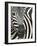 Burchell's (Plains) Zebra (Equus Burchelli), Mhkuze Game Reserve, Kwazulu Natal, South Africa-Ann & Steve Toon-Framed Photographic Print