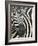 Burchell's (Plains) Zebra (Equus Burchelli), Mhkuze Game Reserve, Kwazulu Natal, South Africa-Ann & Steve Toon-Framed Photographic Print