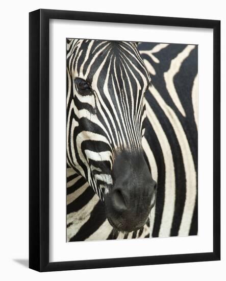 Burchell's (Plains) Zebra (Equus Burchelli), Mhkuze Game Reserve, Kwazulu Natal, South Africa-Ann & Steve Toon-Framed Photographic Print