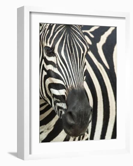 Burchell's (Plains) Zebra (Equus Burchelli), Mhkuze Game Reserve, Kwazulu Natal, South Africa-Ann & Steve Toon-Framed Photographic Print