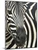 Burchell's (Plains) Zebra (Equus Burchelli), Mhkuze Game Reserve, Kwazulu Natal, South Africa-Ann & Steve Toon-Mounted Photographic Print