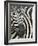 Burchell's (Plains) Zebra (Equus Burchelli), Mhkuze Game Reserve, Kwazulu Natal, South Africa-Ann & Steve Toon-Framed Photographic Print