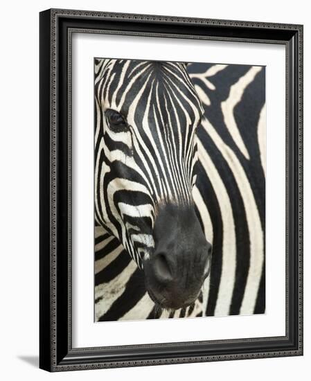 Burchell's (Plains) Zebra (Equus Burchelli), Mhkuze Game Reserve, Kwazulu Natal, South Africa-Ann & Steve Toon-Framed Photographic Print