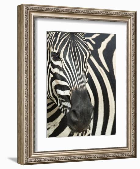 Burchell's (Plains) Zebra (Equus Burchelli), Mhkuze Game Reserve, Kwazulu Natal, South Africa-Ann & Steve Toon-Framed Photographic Print