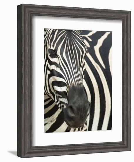 Burchell's (Plains) Zebra (Equus Burchelli), Mhkuze Game Reserve, Kwazulu Natal, South Africa-Ann & Steve Toon-Framed Photographic Print