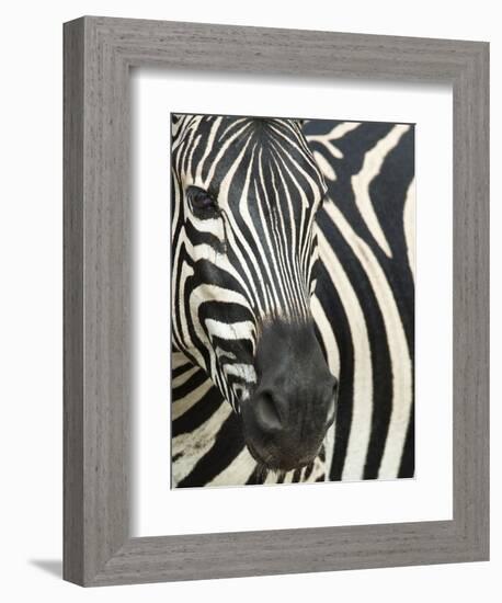 Burchell's (Plains) Zebra (Equus Burchelli), Mhkuze Game Reserve, Kwazulu Natal, South Africa-Ann & Steve Toon-Framed Photographic Print