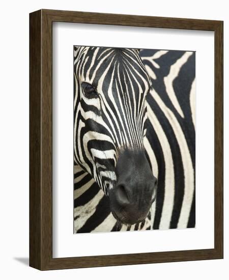 Burchell's (Plains) Zebra (Equus Burchelli), Mhkuze Game Reserve, Kwazulu Natal, South Africa-Ann & Steve Toon-Framed Photographic Print