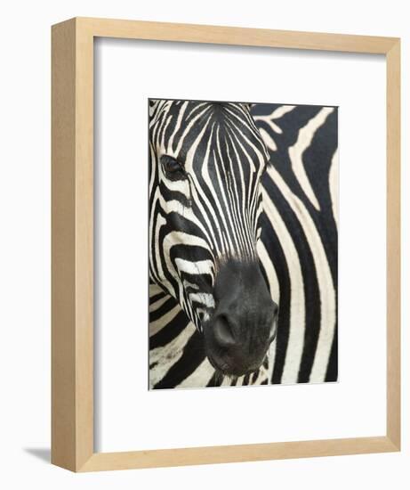 Burchell's (Plains) Zebra (Equus Burchelli), Mhkuze Game Reserve, Kwazulu Natal, South Africa-Ann & Steve Toon-Framed Photographic Print