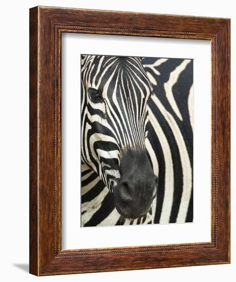 Burchell's (Plains) Zebra (Equus Burchelli), Mhkuze Game Reserve, Kwazulu Natal, South Africa-Ann & Steve Toon-Framed Photographic Print