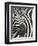 Burchell's (Plains) Zebra (Equus Burchelli), Mhkuze Game Reserve, Kwazulu Natal, South Africa-Ann & Steve Toon-Framed Photographic Print