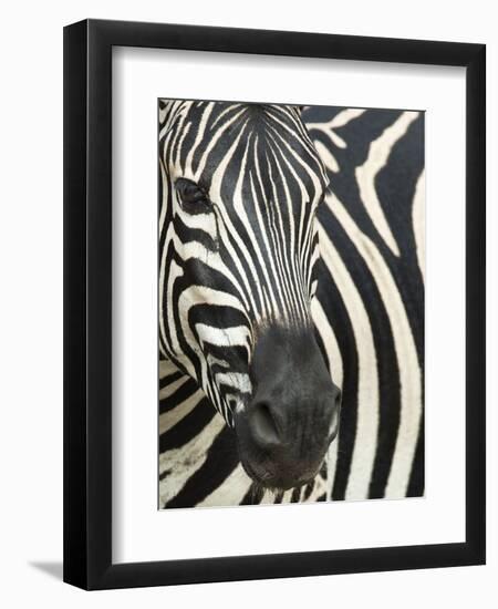 Burchell's (Plains) Zebra (Equus Burchelli), Mhkuze Game Reserve, Kwazulu Natal, South Africa-Ann & Steve Toon-Framed Photographic Print