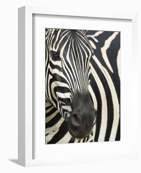 Burchell's (Plains) Zebra (Equus Burchelli), Mhkuze Game Reserve, Kwazulu Natal, South Africa-Ann & Steve Toon-Framed Photographic Print