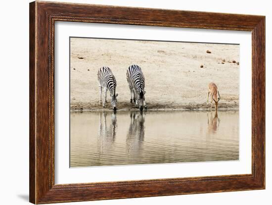 Burchell's Plains zebra (Equus quagga) drinking, Kruger National Park, South Africa, Africa-Christian Kober-Framed Photographic Print