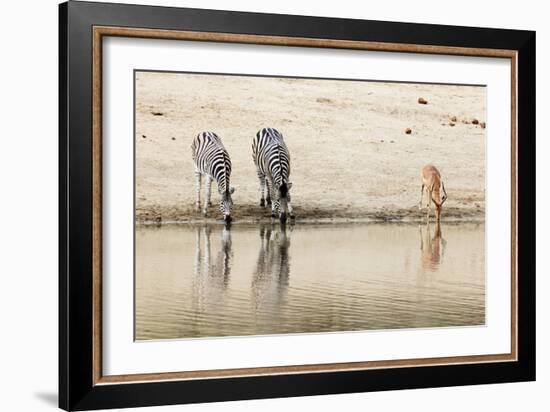 Burchell's Plains zebra (Equus quagga) drinking, Kruger National Park, South Africa, Africa-Christian Kober-Framed Photographic Print