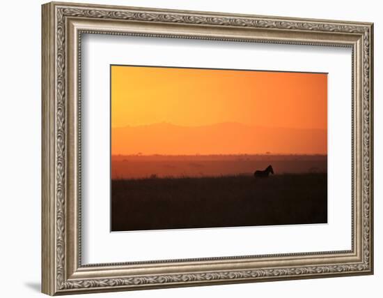 Burchell's zebra at sunrise (Equus quagga), Serengeti National Park, Tanzania, East Africa, Africa-Ashley Morgan-Framed Photographic Print