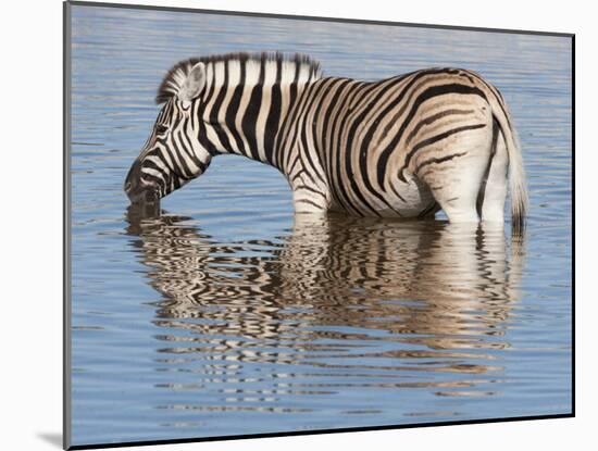 Burchell's Zebra, at Waterhole, Etosha National Park, Namibia, Africa-Ann & Steve Toon-Mounted Photographic Print