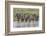 Burchell's Zebra at watering hole, Serengeti National Park, Tanzania, Africa-Adam Jones-Framed Photographic Print