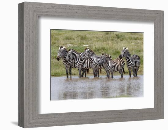 Burchell's Zebra at watering hole, Serengeti National Park, Tanzania, Africa-Adam Jones-Framed Photographic Print