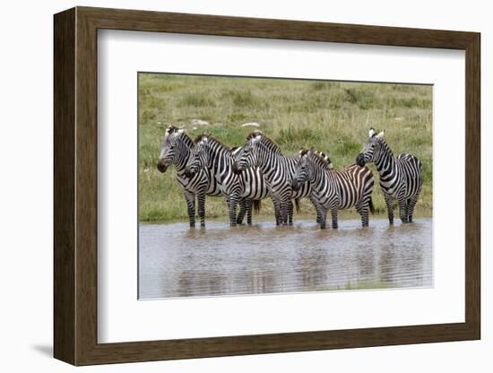 Burchell's Zebra at watering hole, Serengeti National Park, Tanzania, Africa-Adam Jones-Framed Photographic Print